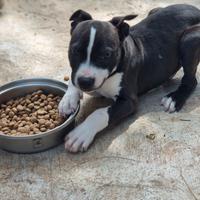 Cucciolo Amstaff American Staffordshire Terrier