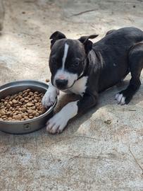 Cucciolo Amstaff American Staffordshire Terrier