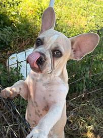 Bulldog francese