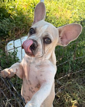 Bulldog francese