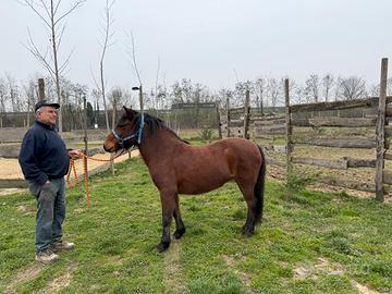 Pony femmina