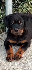 Cuccioli rottweiler con pedigree