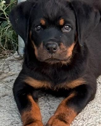 Cuccioli rottweiler con pedigree