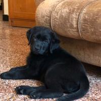 Cucciola labrador retriever nera con pedigree