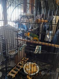 Caico testa nera più gabbia