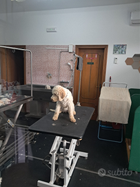 Cucciola 5 mesi lagotto/romagnolo