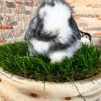 Ariete Nano Mini Lop