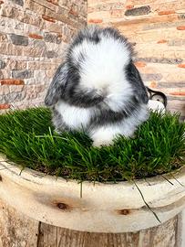 Ariete Nano Mini Lop