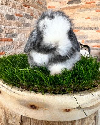 Ariete Nano Mini Lop