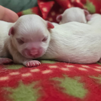 Cuccioli di maltese toy
