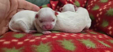 Cuccioli di maltese toy