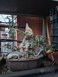 Bonsai di Olivastro