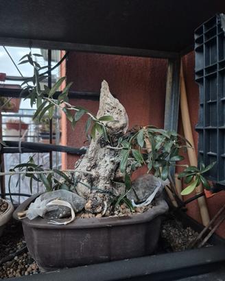 Bonsai di Olivastro