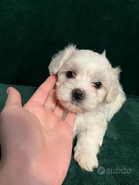 Maltese