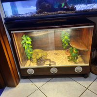 Pitone reale e boa costrictor