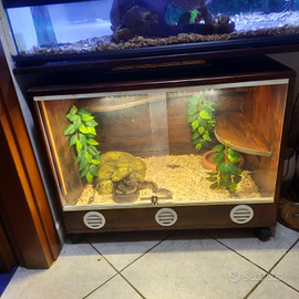 Pitone reale e boa costrictor