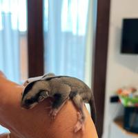 Petauro zucchero maschio