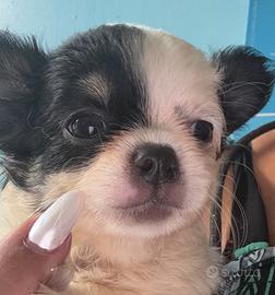 Chihuahua