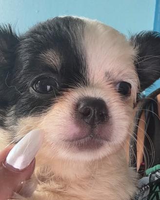 Chihuahua