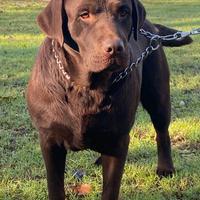 Femmina Labrador Retriever