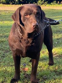 Femmina Labrador Retriever