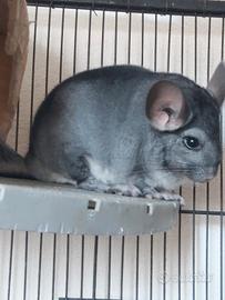Cincila maschio
