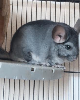 Cincila maschio