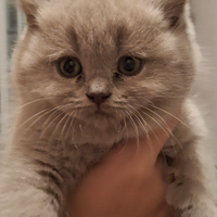 British Scottish Shorthair Longhair