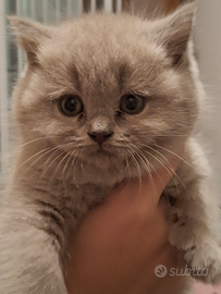 British Scottish Shorthair Longhair