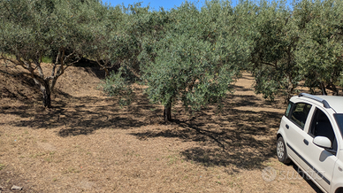 Uliveto zona torre campagna, Pace del Mela