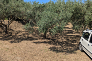 Uliveto zona torre campagna, Pace del Mela