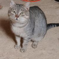 Gatto Rene 8 mesi