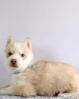 Husky pedigree