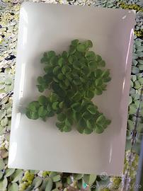 Salvinia cucullata pianta galleggiante 
