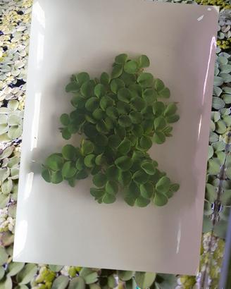 Salvinia cucullata pianta galleggiante 