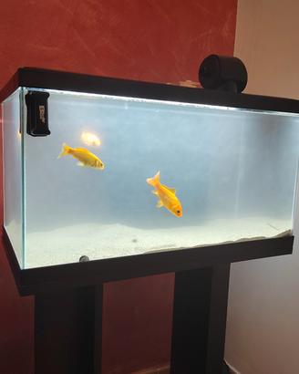 acquario