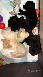 Cuccioli labrador retriver