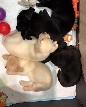 Cuccioli labrador retriver