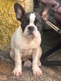 Bulldog francese