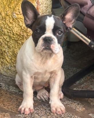 Bulldog francese