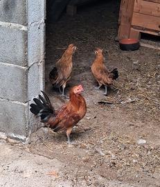 Galline americanelle