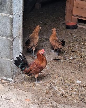 Galline americanelle