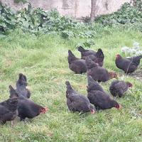 Marans