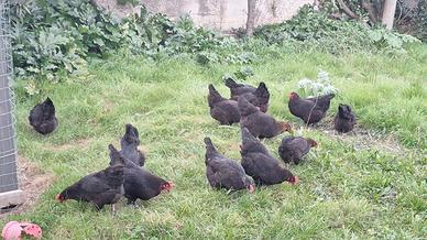 Marans