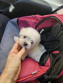 Maltesi mini toy bianco maschio e femmina