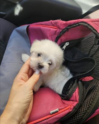 Maltesi mini toy bianco maschio e femmina