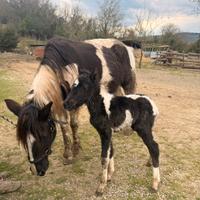 Puledro febbraio 2026