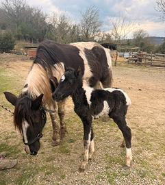 Puledro febbraio 2026