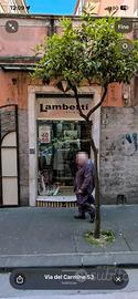Negozio in via carmine 53 salerno
