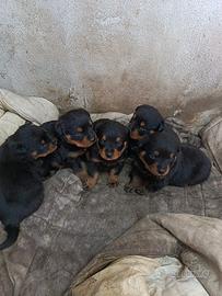 Cuccioli di rottweiler